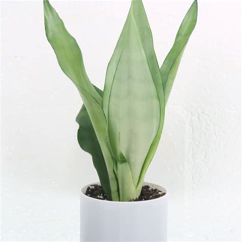 silver garden snake|where to buy sansevieria plant.